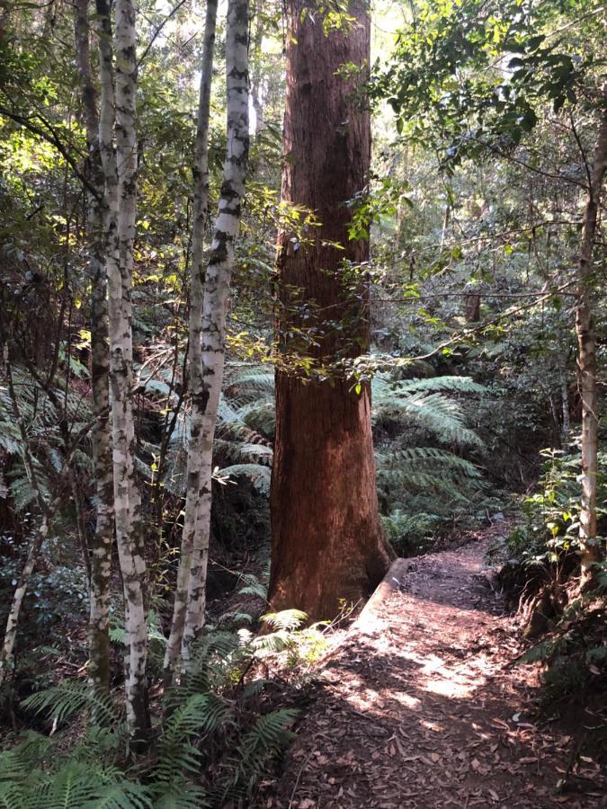 Twin Falls Bush Cottages Fitzroy Falls 외부 사진
