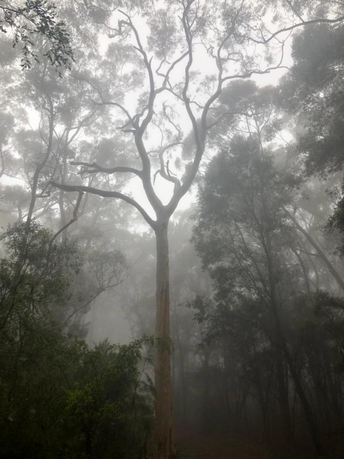 Twin Falls Bush Cottages Fitzroy Falls 외부 사진